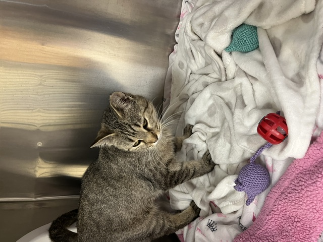cat with toys
