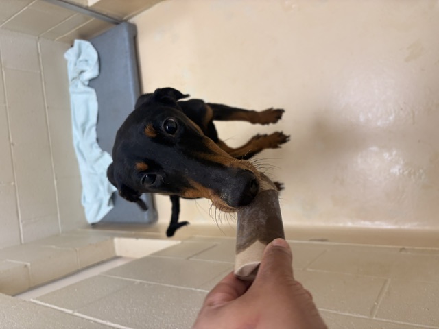 dog with a treat