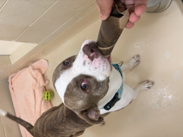 dog with a treat
